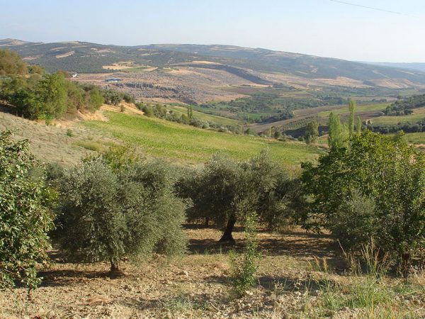 05-Mediterranean-Forest-Jean-Bonnier