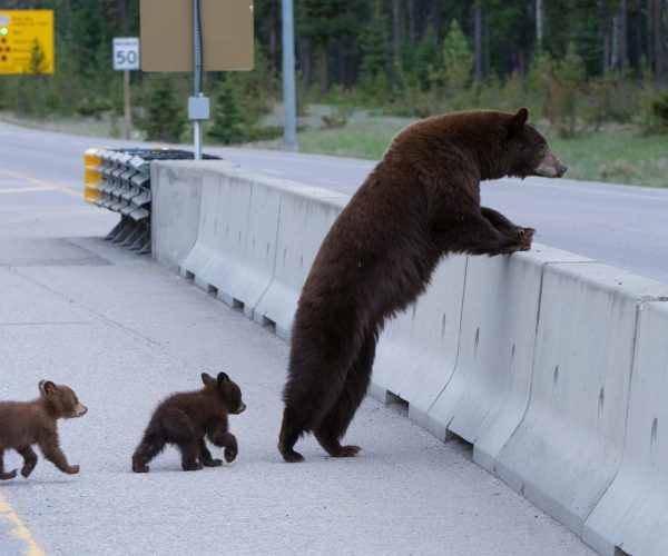 05-wildlife-bridges-nationalgeographic_2186335_jpg_92