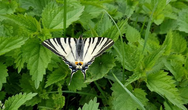 20210430_192313_resized-scarce-swallowtail