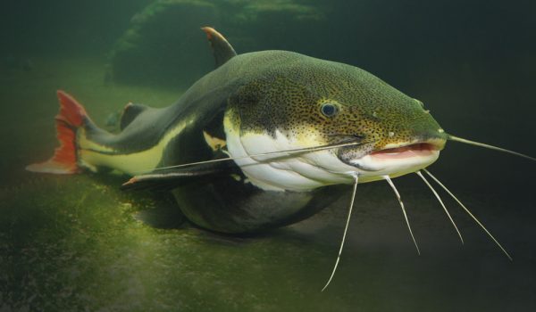 Underwater photography of The Red Tail Catfish - Phractocephalus hemiliopterus. This tropical fish is native to the Amazon, Orinoco, and Essequibo river basins of South America.