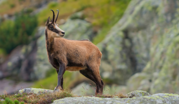 4-chamois