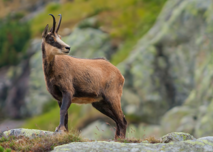 4-chamois