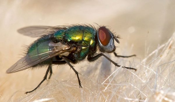 8-Facts-About-Flies-1__2X