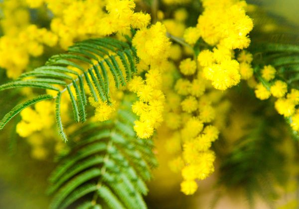 A branch of mimosa. Spring Flower