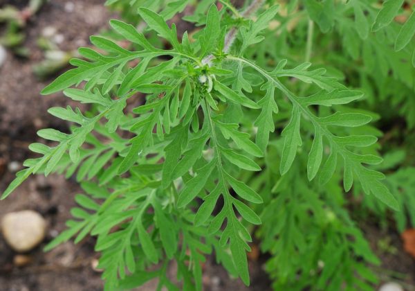 Ambrosia-artemisiifolia