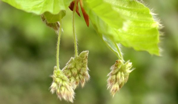 Beech_flowers