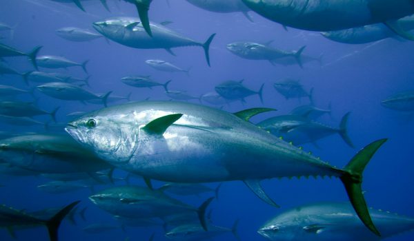 Captive bluefin tuna inside a transport cage. The cage is being towed by a tug from fishing grounds in Libya to Tuna farms in Sicily.
Greenpeace is calling on the countries of the Mediterranean to protect bluefin tuna with marine reserves in their breeding and feeding areas.