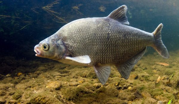 Common-Bream-4mb-scaled