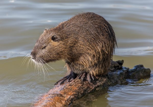 Coypus