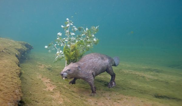 Eurasian-beavers