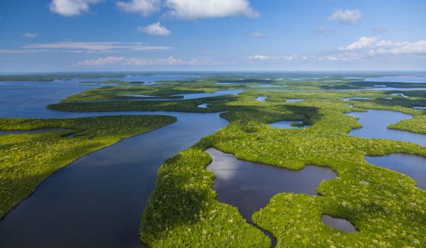 Everglades-Wetlands-AdobeStock_249282402-scaled