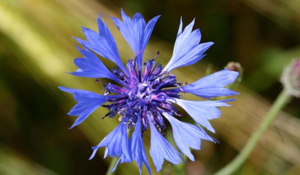 Flore-Centaurea-cyanus-IMG_2817