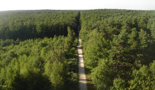 Forêt_d'Orléans_depuis_Les_Caillettes_01