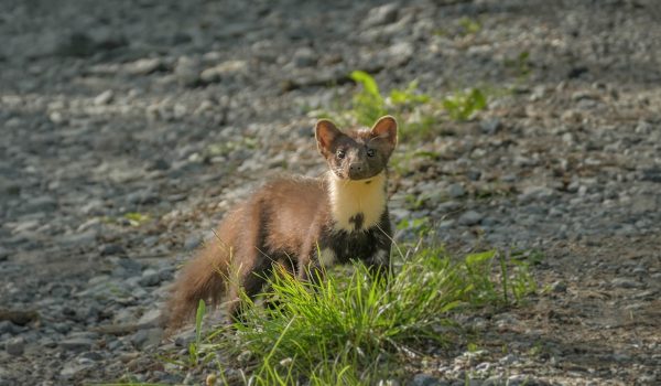 France-animals-2