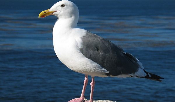 Gull_ca_usa