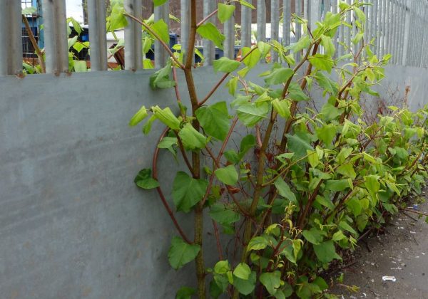 Japanese-Knotweed-Opt-1