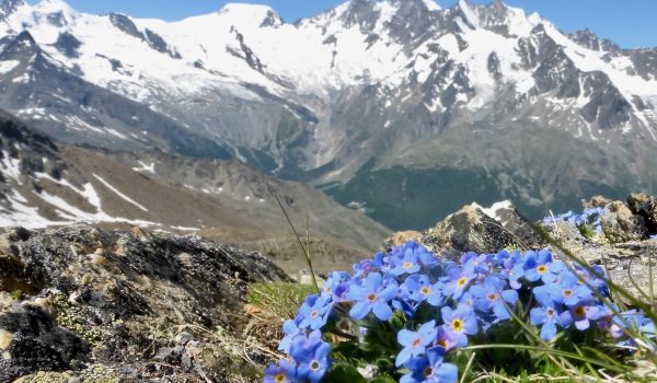 King-of-the-Alps-at-Hohsaas-Alphubel-and-Nadelhorn-in-distance