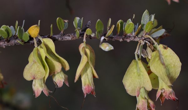 Macropteranthes-montana-Combretaceae-Antique-Wood-0421-27-Herberton-Petford-Rd_resizer