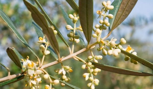 Olive-tree-characteristics-facts-future-image