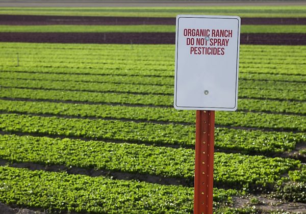 Organic-agriculture-field