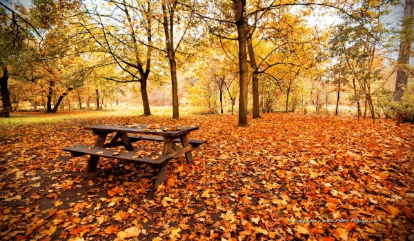 Pique-nique-d-automne-dans-le-bois-de-Vincennes