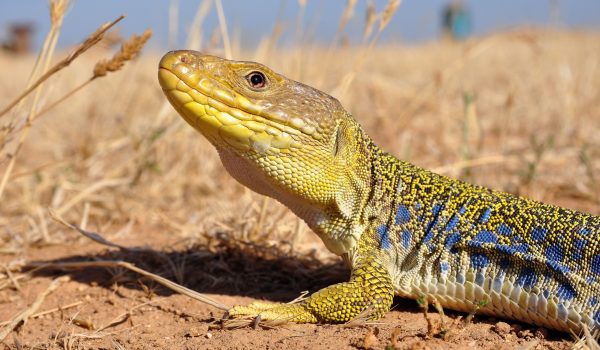 REPTILES-lezard_ocelle_Julien_Renet_CENPACA3-scaled