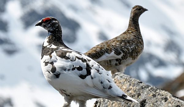 Rock_Ptarmigan_(Lagopus_Muta)_(cropped)