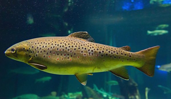 Salmo_trutta_Ozeaneum_Stralsund_HBP_2010-07-02