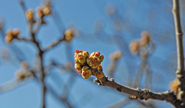 Sand-Oak-buds