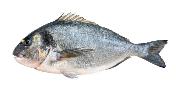 Sea-Bream