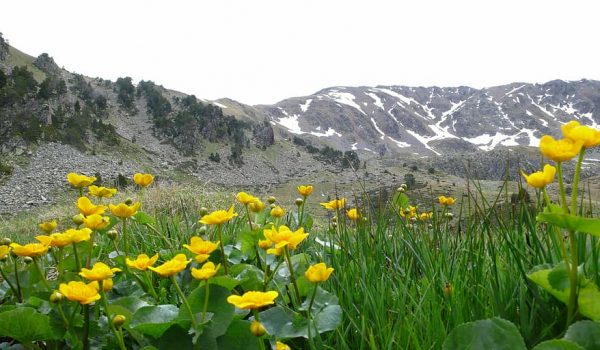 andorra-flowers-mountains-holiday