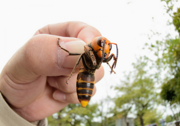 asian-wasp