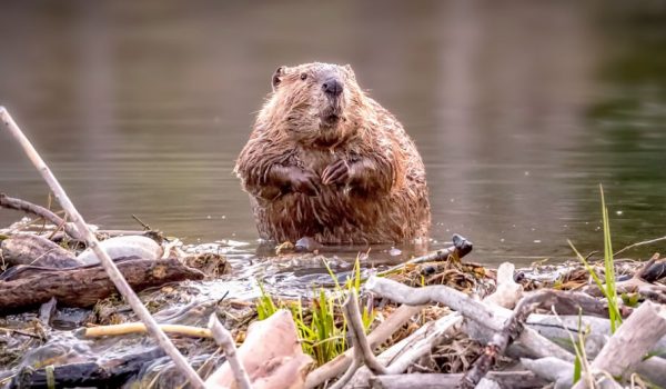 beaver-on-a-dam-a8b6a12