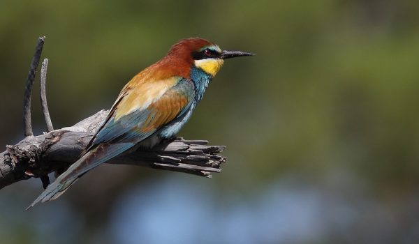 birds_loire_valley_france_ligue_protection_oiseaux