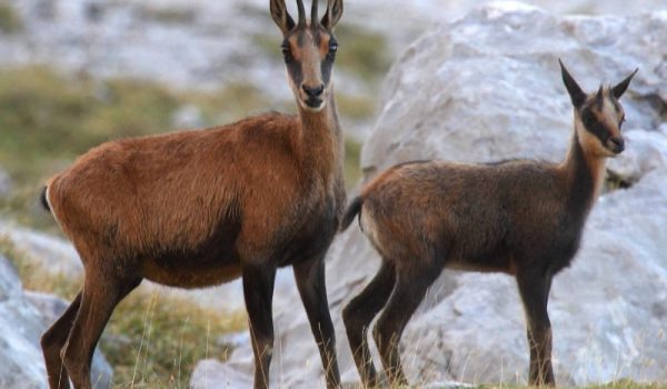 chamois