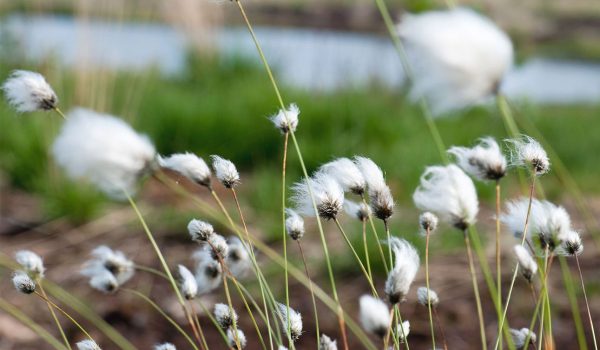 csm_myclimate-klimaschutzprojekt-moor-deutschland-7221-Wollgras_21758ba4d1