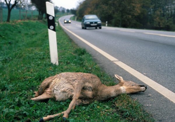 european-wildlife-accident-cars-road-dead-animal-roe-deer-1-1200x795