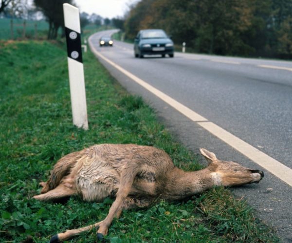 european-wildlife-accident-cars-road-dead-animal-roe-deer-1-1200x795