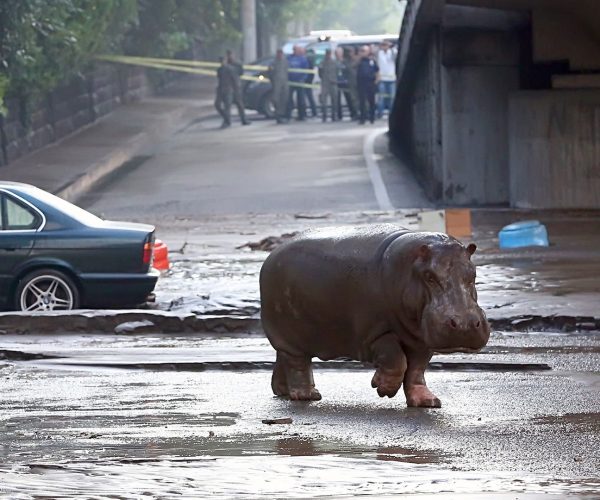 A hippopotamus walks across a flooded street in Tbilisi on June 14, 2015. Tigers, lions, jaguars, bears and wolves escaped on June 14 from flooded zoo enclosures in the Georgian capital Tbilisi, the mayor's office said. Some of the animals were captured by police while others were shot dead, the mayor's office told local Rustavi 2 television. At least eight people have drowned and several others are missing in the Georgian capital Tbilisi in serious flooding. AFP PHOTO / BESO GULASHVILIBESO GULASHVILI/AFP/Getty Images