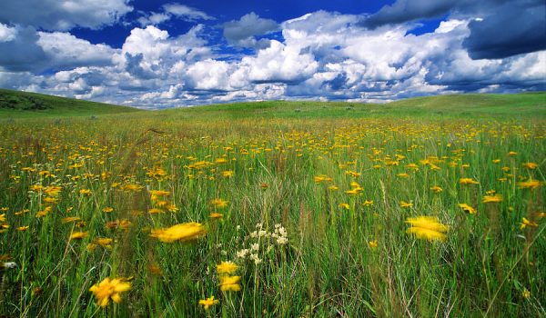 field-of-flowers-grasslands-national-robert-postma