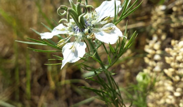 flore-plus-de-700-especes-de-plantes-presentent-un-risque-de-disparition-en-france-metropolitaine