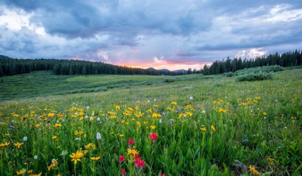 flowers-on-grassland