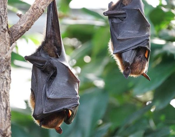flying-foxes-2237209_1920-Small
