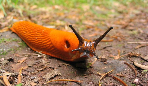 get-rid-of-slugs-2