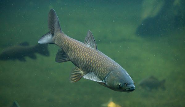 Grass carp (Ctenopharyngodon idella). Wild life animal.