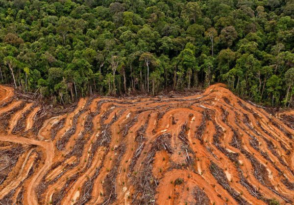 greenpeace-palm-oil-768x512