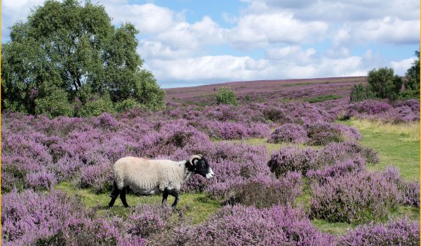 heather-and-sheep