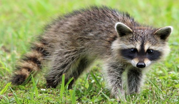 hgic_veg_wildlife_raccoon