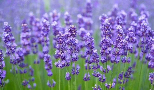 how-to-grow-lavender-1622644170