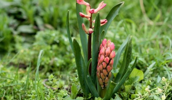 hyacinth-emerging_full_width